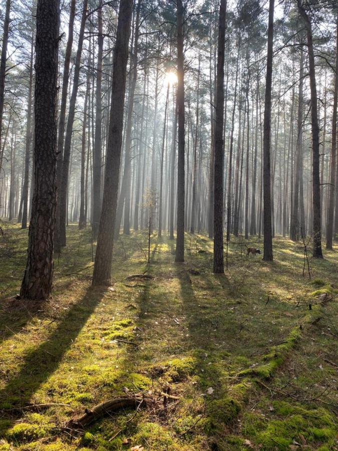 Ferienhaus Im Wald Borkwalde 外观 照片
